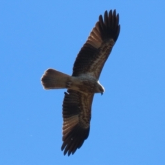 Haliastur sphenurus (Whistling Kite) at JER530: JWs - Silt Trap North - 26 Jul 2023 by RodDeb