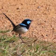 Malurus cyaneus (Superb Fairywren) at Jerrabomberra Wetlands - 26 Jul 2023 by RodDeb