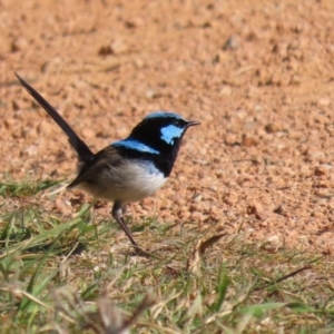 Malurus cyaneus at Fyshwick, ACT - 26 Jul 2023 01:25 PM