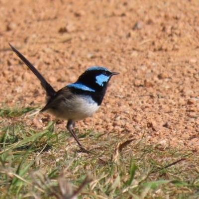 Malurus cyaneus (Superb Fairywren) at Jerrabomberra Wetlands - 26 Jul 2023 by RodDeb