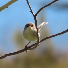 Malurus cyaneus at Fyshwick, ACT - 26 Jul 2023 01:25 PM