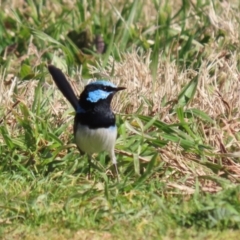 Malurus cyaneus at Fyshwick, ACT - 26 Jul 2023 01:25 PM