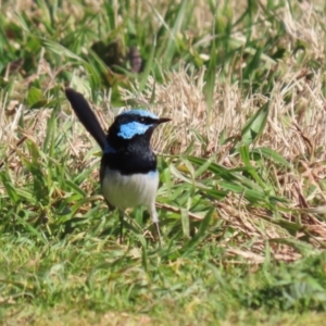 Malurus cyaneus at Fyshwick, ACT - 26 Jul 2023