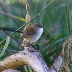 Malurus cyaneus at Fyshwick, ACT - 26 Jul 2023