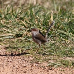 Malurus cyaneus at Fyshwick, ACT - 26 Jul 2023