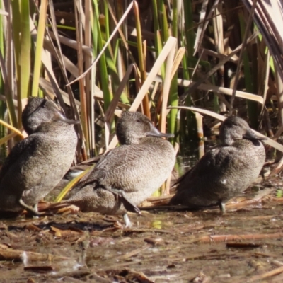 Stictonetta naevosa (Freckled Duck) at Fyshwick, ACT - 26 Jul 2023 by RodDeb