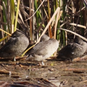 Stictonetta naevosa at Fyshwick, ACT - 26 Jul 2023