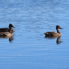 Stictonetta naevosa at Fyshwick, ACT - 26 Jul 2023