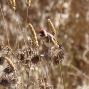 Carduelis carduelis at Fyshwick, ACT - 26 Jul 2023