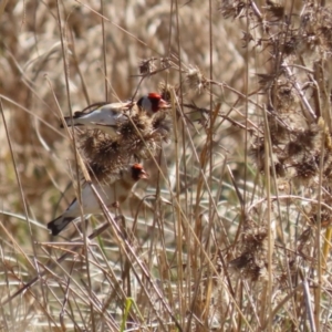 Carduelis carduelis at Fyshwick, ACT - 26 Jul 2023