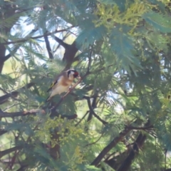 Carduelis carduelis at Fyshwick, ACT - 26 Jul 2023