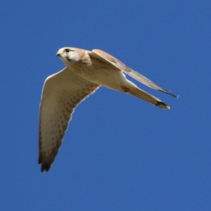 Falco cenchroides at Fyshwick, ACT - 26 Jul 2023