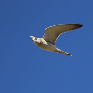 Falco cenchroides at Fyshwick, ACT - 26 Jul 2023