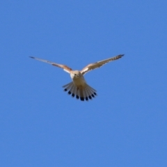 Falco cenchroides at Fyshwick, ACT - 26 Jul 2023