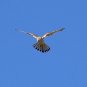 Falco cenchroides at Fyshwick, ACT - 26 Jul 2023