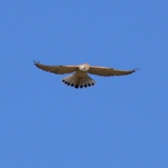 Falco cenchroides at Fyshwick, ACT - 26 Jul 2023