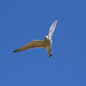 Falco cenchroides at Fyshwick, ACT - 26 Jul 2023