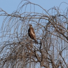 Falco berigora (Brown Falcon) at Jerrabomberra Wetlands - 26 Jul 2023 by RodDeb