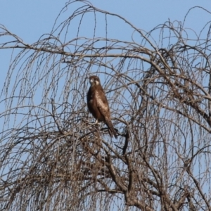 Falco berigora at Fyshwick, ACT - 26 Jul 2023 12:58 PM