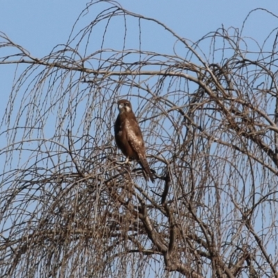 Falco berigora (Brown Falcon) at Fyshwick, ACT - 26 Jul 2023 by RodDeb