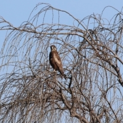 Falco berigora at Fyshwick, ACT - 26 Jul 2023 12:58 PM