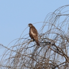 Falco berigora at Fyshwick, ACT - 26 Jul 2023 12:58 PM