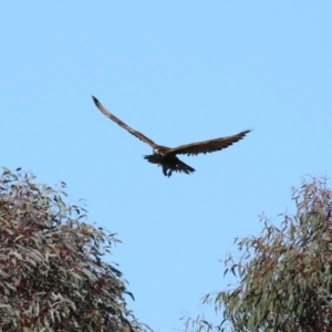 Falco berigora at Fyshwick, ACT - 26 Jul 2023 12:58 PM