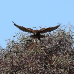 Falco berigora at Fyshwick, ACT - 26 Jul 2023 12:58 PM