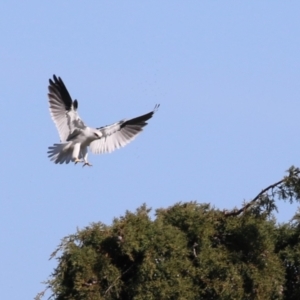 Elanus axillaris at Fyshwick, ACT - 26 Jul 2023