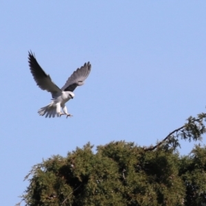 Elanus axillaris at Fyshwick, ACT - 26 Jul 2023