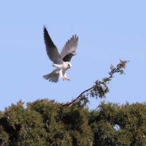 Elanus axillaris at Fyshwick, ACT - 26 Jul 2023