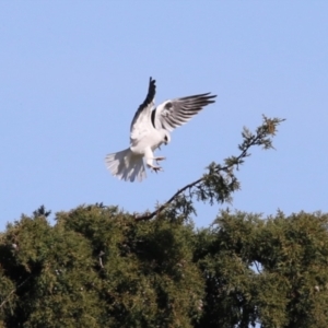 Elanus axillaris at Fyshwick, ACT - 26 Jul 2023