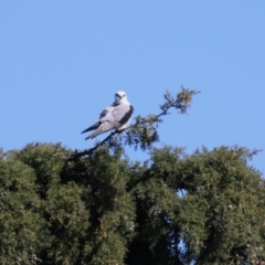 Elanus axillaris at Fyshwick, ACT - 26 Jul 2023