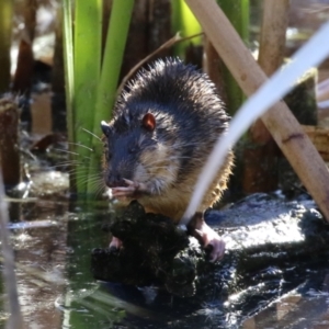 Hydromys chrysogaster at Fyshwick, ACT - 26 Jul 2023