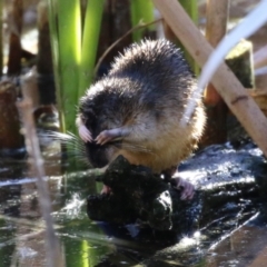 Hydromys chrysogaster at Fyshwick, ACT - 26 Jul 2023