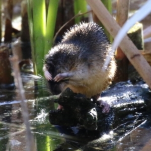 Hydromys chrysogaster at Fyshwick, ACT - 26 Jul 2023