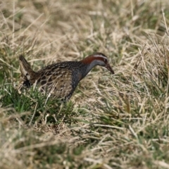 Gallirallus philippensis (Buff-banded Rail) at Jerrabomberra Wetlands - 26 Jul 2023 by RodDeb