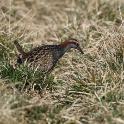 Gallirallus philippensis (Buff-banded Rail) at Fyshwick, ACT - 26 Jul 2023 by RodDeb