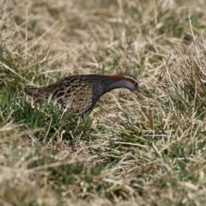 Gallirallus philippensis at Fyshwick, ACT - 26 Jul 2023