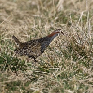 Gallirallus philippensis at Fyshwick, ACT - 26 Jul 2023