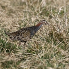 Gallirallus philippensis at Fyshwick, ACT - 26 Jul 2023