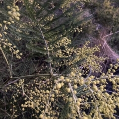 Acacia decurrens (Green Wattle) at Mount Majura - 26 Jul 2023 by waltraud