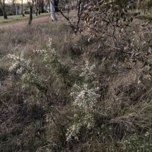 Hakea decurrens subsp. decurrens at Hackett, ACT - 26 Jul 2023