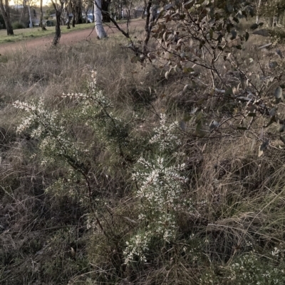 Hakea decurrens subsp. decurrens (Bushy Needlewood) at Mount Majura - 26 Jul 2023 by waltraud
