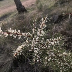 Hakea decurrens subsp. decurrens at Hackett, ACT - 26 Jul 2023 05:34 PM