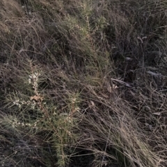 Hakea decurrens subsp. decurrens at Hackett, ACT - 26 Jul 2023 05:34 PM