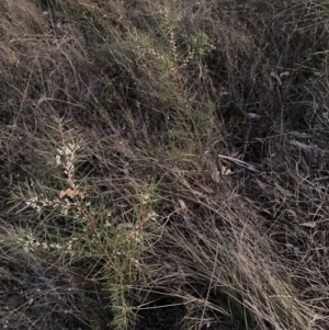 Hakea decurrens subsp. decurrens at Hackett, ACT - 26 Jul 2023