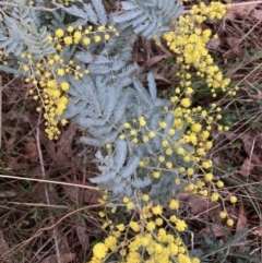 Acacia baileyana x Acacia dealbata (Cootamundra Wattle x Silver Wattle (Hybrid)) at Mount Majura - 28 Jul 2023 by waltraud