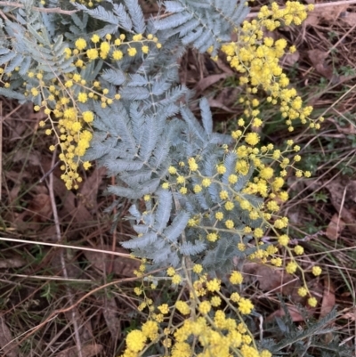 Acacia baileyana x Acacia dealbata (Cootamundra Wattle x Silver Wattle (Hybrid)) at Mount Majura - 28 Jul 2023 by waltraud