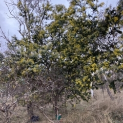 Acacia baileyana x Acacia dealbata at Hackett, ACT - 28 Jul 2023